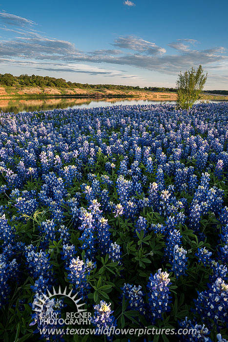 Muleshoe Bend