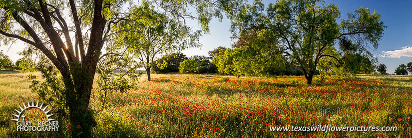 Indian Blankets