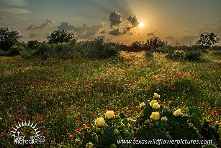 Prairie Cacti