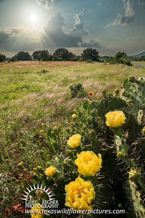 Cactus Blossoms