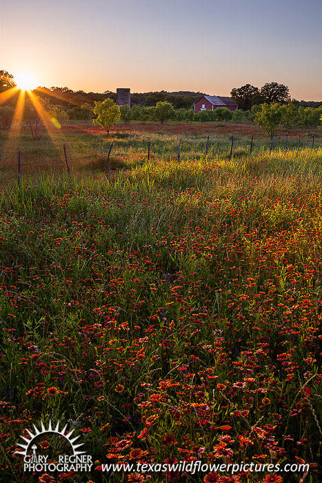 Bucolic Eve