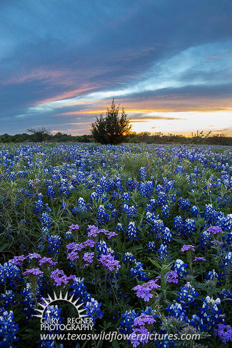 Verbena Sunset