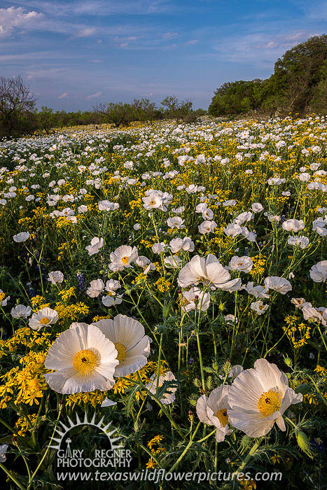 Poppy Field